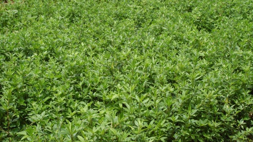 IDR-Paraná investe em recursos genéticos