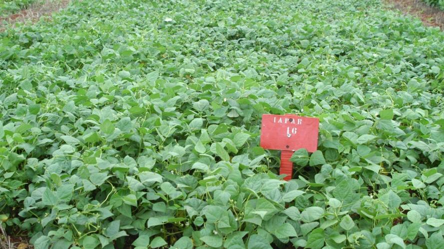 IDR-Paraná investe em recursos genéticos