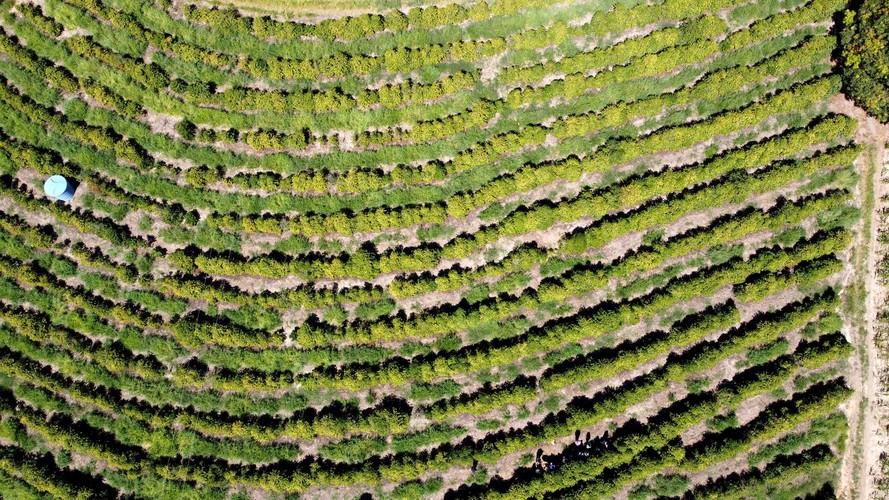 Projeto Mulheres do Café valoriza produtoras e garante fama internacional ao Norte Pioneiro