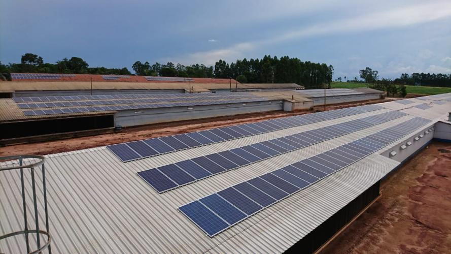 Série Banco do Agricultor Paranaense: Conheça os critérios para a aprovação de projetos de Energias Renováveis, Pinhão e Erva-mate