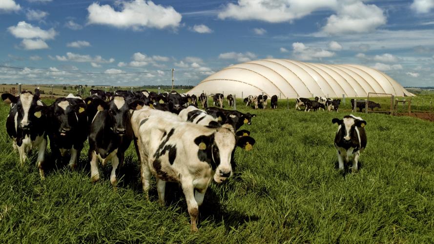 Série Banco do Agricultor Paranaense: Conheça os critérios para a aprovação de projetos de Energias Renováveis, Pinhão e Erva-mate