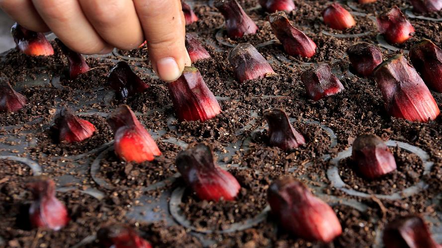 Série Banco do Agricultor Paranaense: Conheça os critérios para a aprovação de projetos de Energias Renováveis, Pinhão e Erva-mate