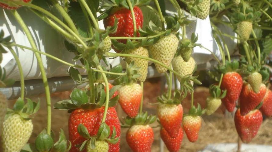 Bancdo do agricultor