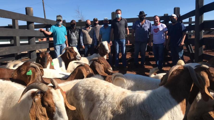 IDR-Paraná repassa caprinos a produtores familiares