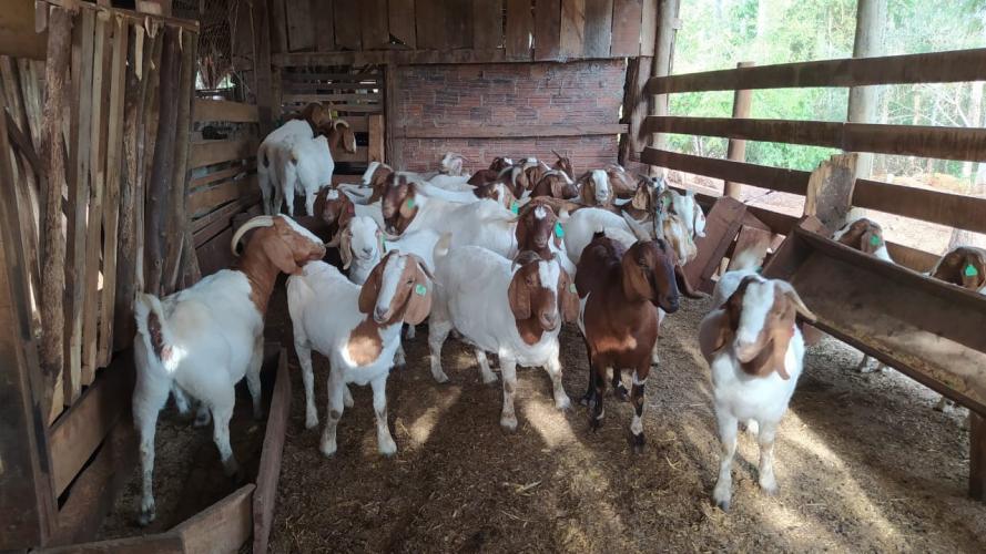 IDR-Paraná repassa caprinos a produtores familiares