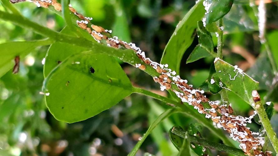 Avança manejo biológico do greening no Paraná