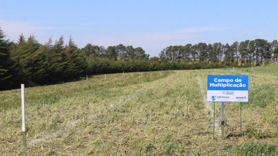 IDR-Paraná inaugura viveiro em Santa Tereza do Oeste para melhorar produção de uva