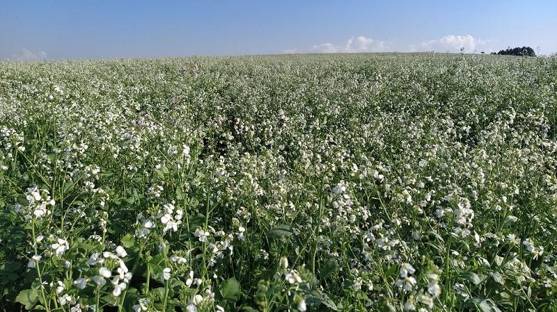 Culturas de inverno aumentam a produção de mel e preservam o solo