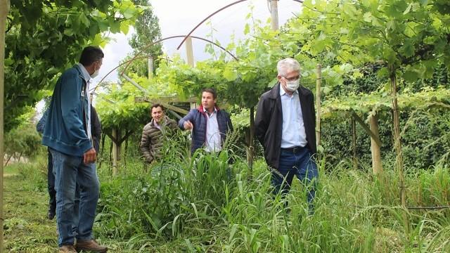 Estação de Pesquisa da Lapa mostra variedades de frutíferas para produtores