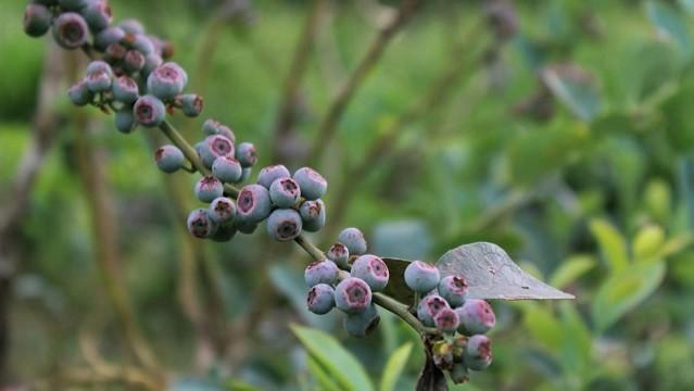 Estação de Pesquisa da Lapa mostra variedades de frutíferas para produtores