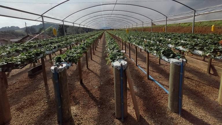 Produtora paranaense de morangos recebe prêmio de inovação no meio rural