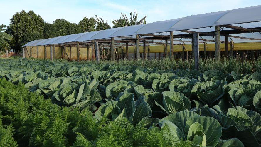 IDR-Paraná fecha o ano vencendo desafios e apontando caminhos para o produtor paranaense