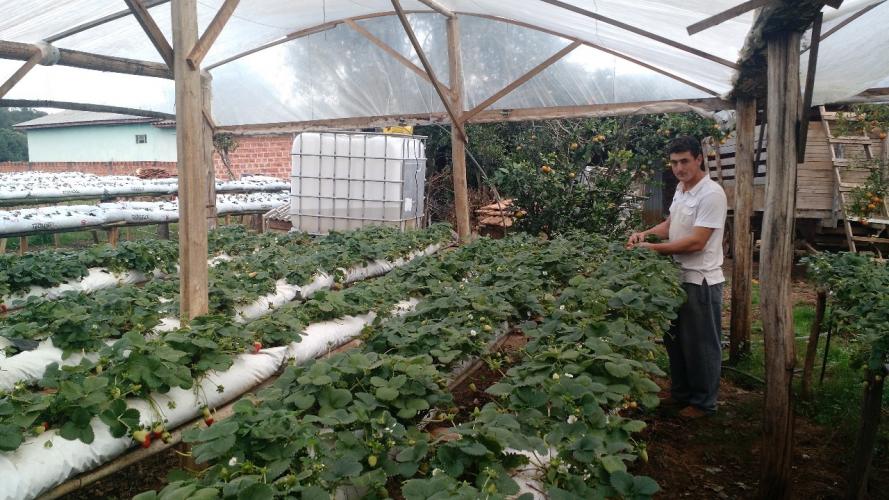 Produtor deixa a cultura do fumo para cultivar morangos