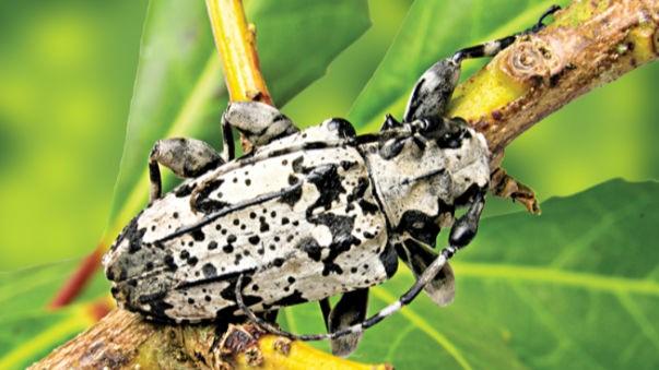 Broca exige controle e bom manejo do erval