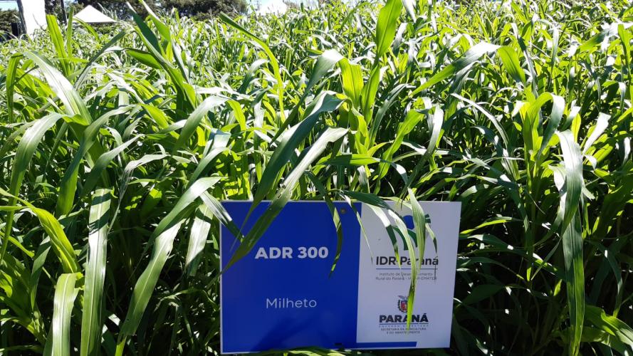 Manejo do solo é atração do IDR-Paraná no Show Rural