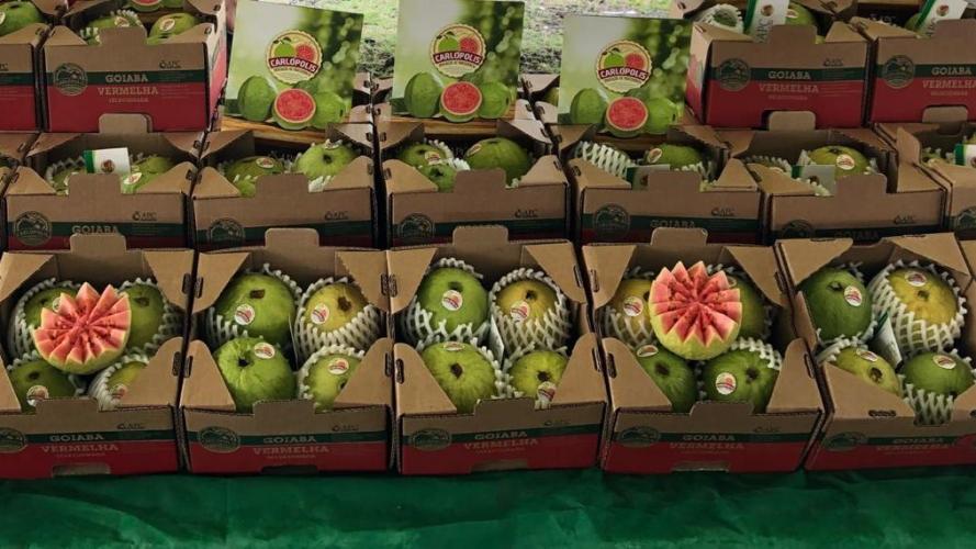 Frutas paranaenses ganham mercado internacional