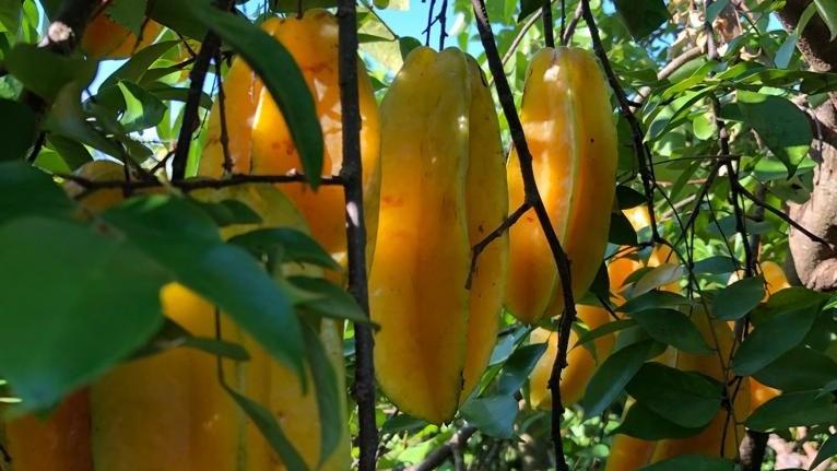 Frutas paranaenses ganham mercado internacional