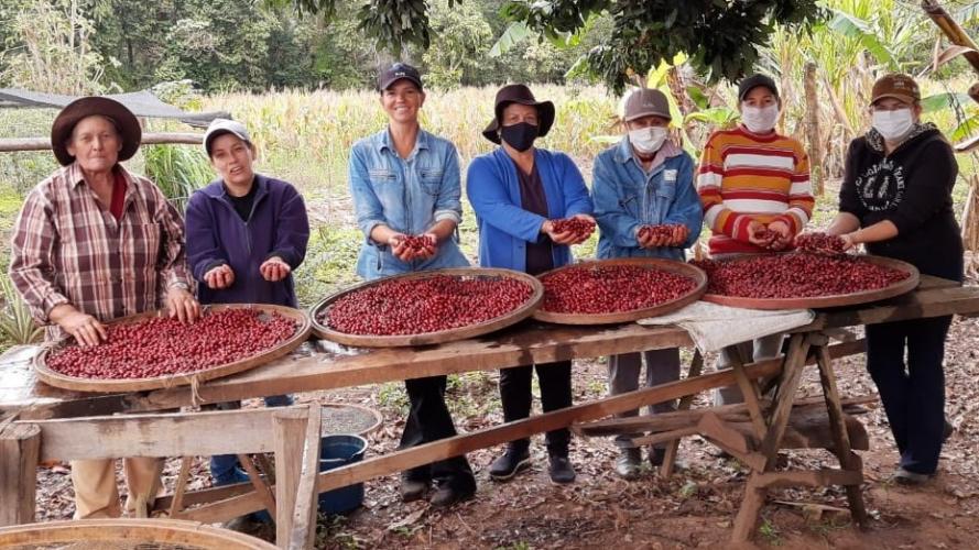 Mulheres garantem renda e se destacam com produção de café especial no Paraná