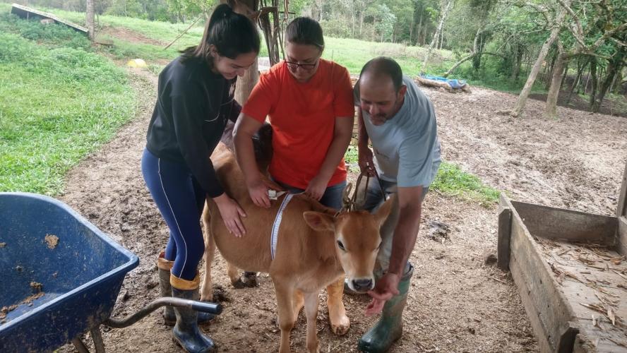 Dieta balanceada aumenta produção e diminui despesas com alimentação do gado leiteiro