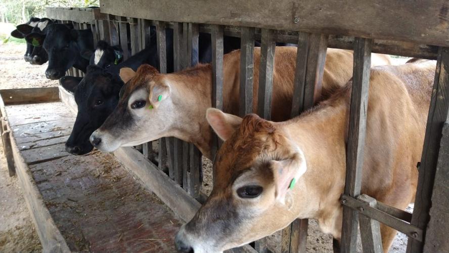 Dieta balanceada aumenta produção e diminui despesas com alimentação do gado leiteiro