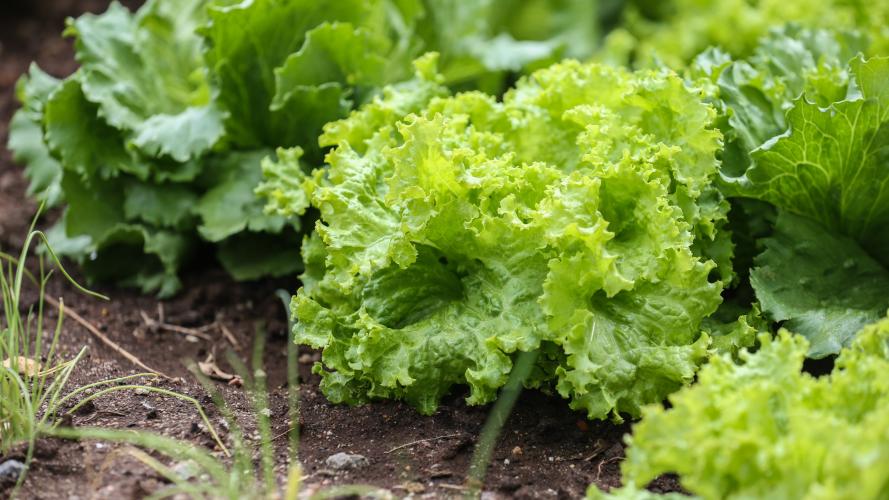 Com número alto de produtores certificados, Paraná colhe frutos do incentivo aos orgânicos