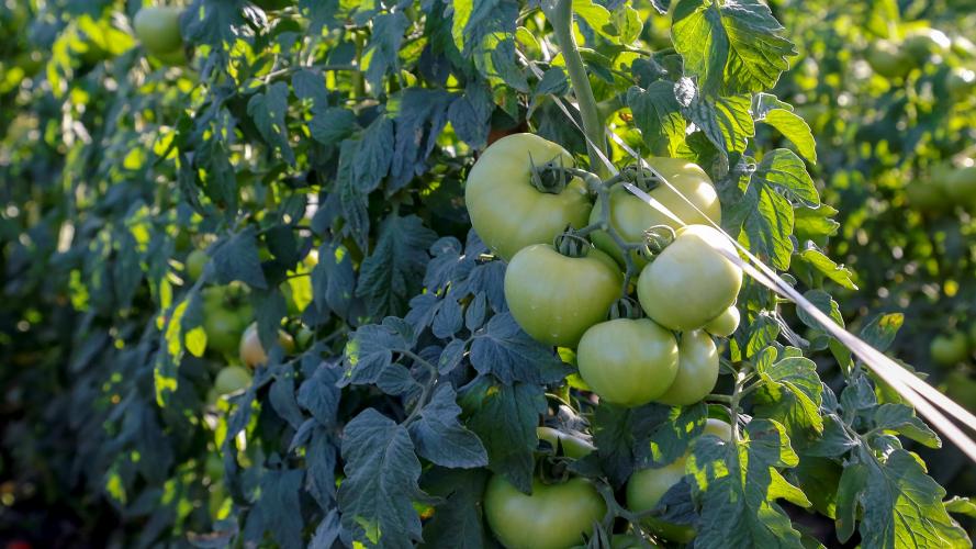 Série Orgânicos: Comitê do Governo acompanha introdução progressiva de orgânicos na alimentação escolar