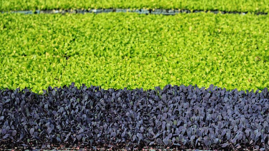 Com número alto de produtores certificados, Paraná colhe frutos do incentivo aos orgânicos