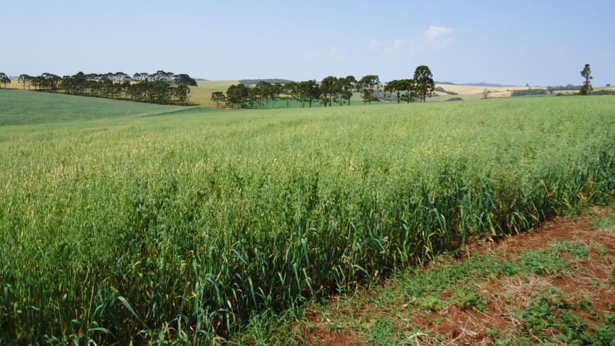 Aveia: evento técnico reúne mais de 80 especialistas em Londrina