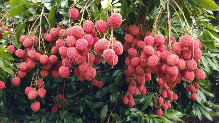 Frutas paranaenses ganham mercado internacional