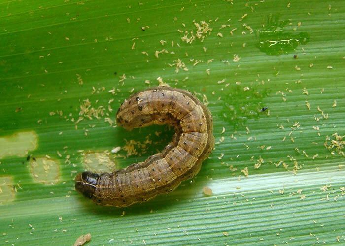 Lagartas nas pastagens