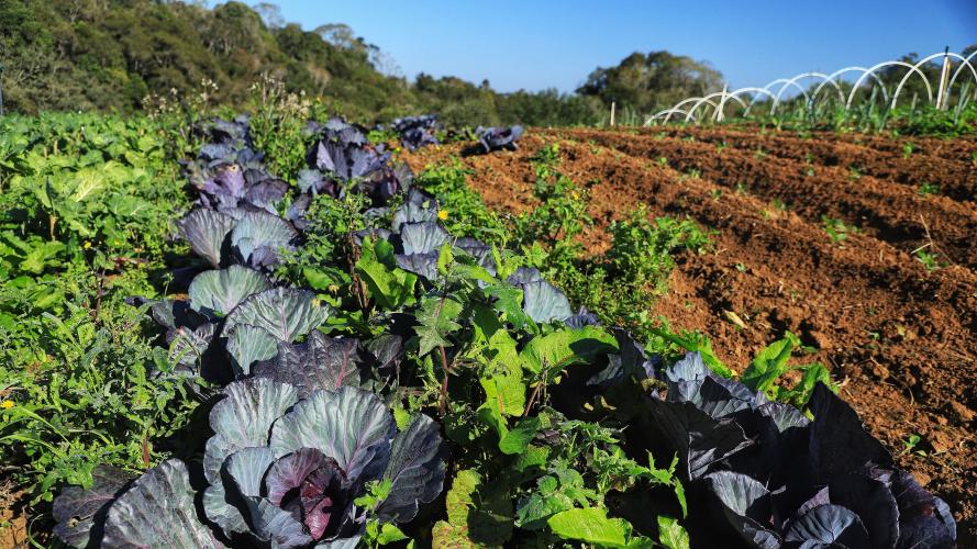 Série Orgânicos: Pesquisas do IDR-Paraná buscam tecnologias para impulsionar a agricultura orgânica