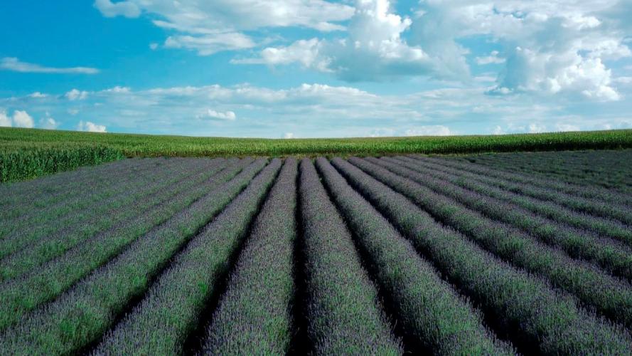 Lançada na ExpoLondrina, Rota da Lavanda vai fomentar turismo e elevar renda dos agricultores