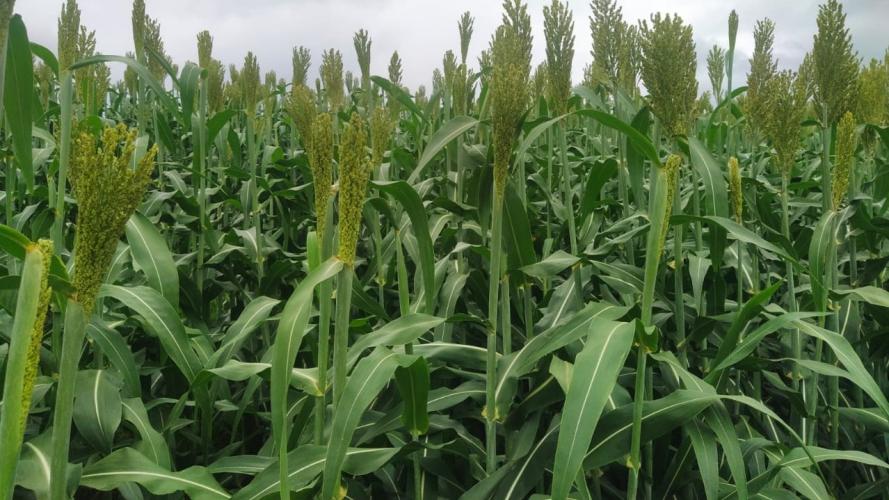 Sorgo pode ser alternativa para alimentar gado leiteiro no inverno