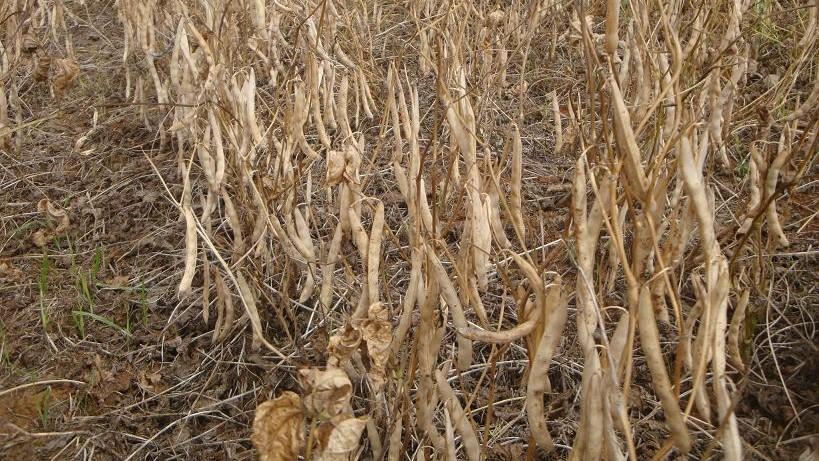 IDR-Paraná faz recomendações para colheita de feijão segunda safra