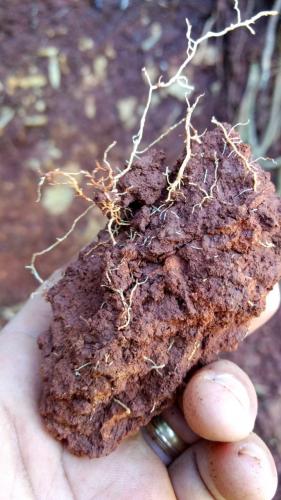 Estudo investiga mecanismos envolvidos na degradação do solo agrícola