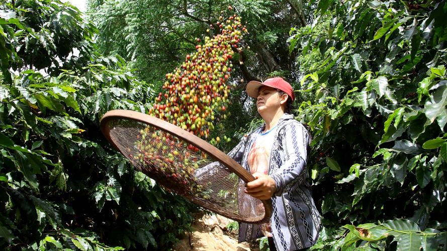 Novas categorias do Prêmio Orgulho da Terra valorizam mulheres, tecnologias e café