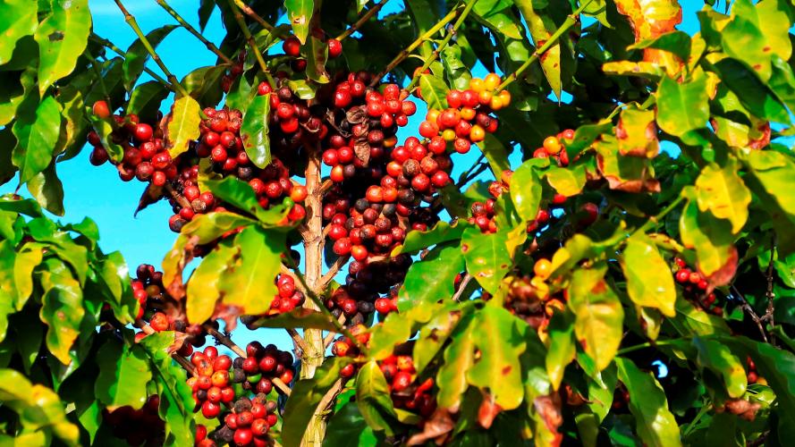 Novas categorias do Prêmio Orgulho da Terra valorizam mulheres, tecnologias e café