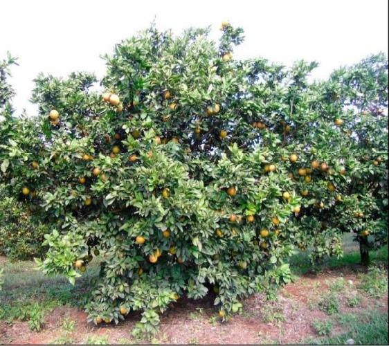 IDR-Paraná avalia porta-enxertos para laranja Shamouti