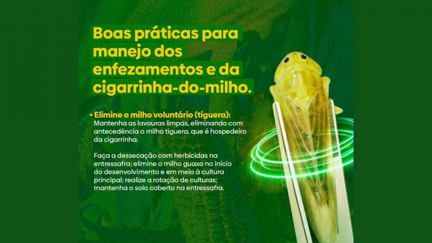 Campanha vai orientar produtores sobre cuidados com a cigarrinha-do-milho