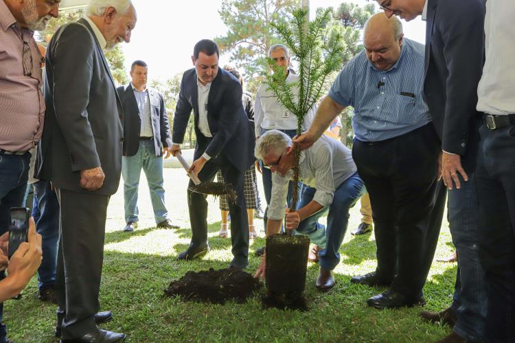 Jardim do Palácio ganha nova araucária do Projeto Pinhão e colmeias de abelhas sem ferrão