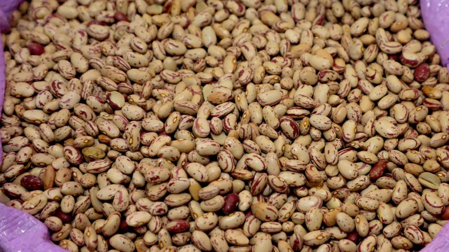 Colheita de feijão da primeira safra termina com boa qualidade no Paraná