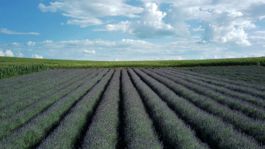 Turismo rural: governador sanciona lei que cria a Rota da Lavanda no Paraná