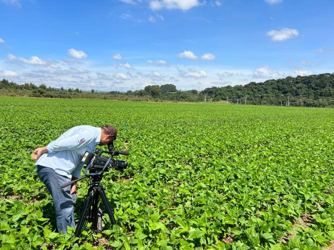 AVISO DE PAUTA - IDR-Paraná lança cultivar de feijão em Ponta Grossa