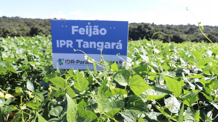 Produtores conhecem novas cultivares de feijão em Pato Branco