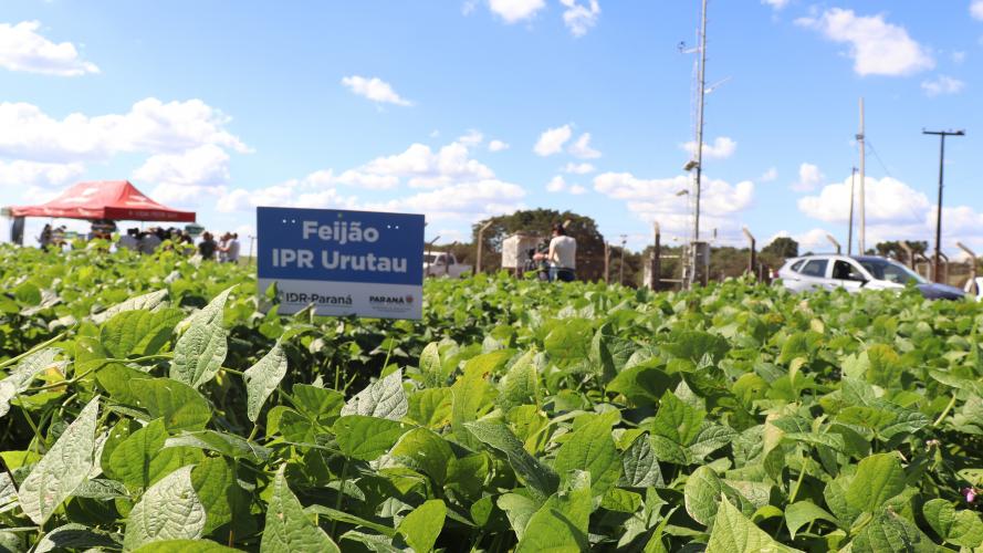 Produtores conhecem novas cultivares de feijão em Pato Branco
