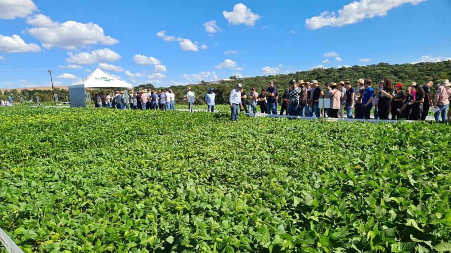 Produtores conhecem novas cultivares de feijão em Pato Branco