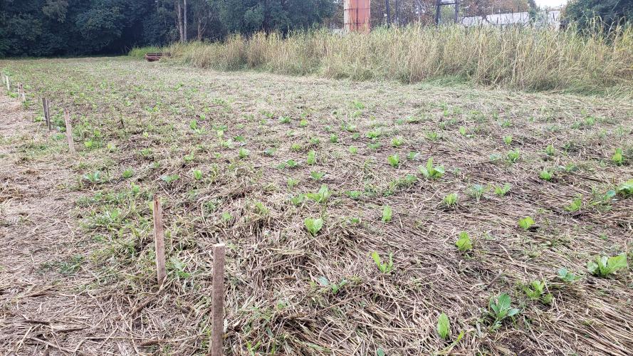 Produção agroecológica ganha impulso com encontro em estação de pesquisa