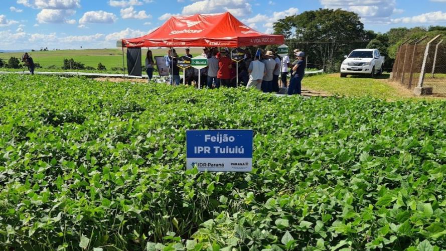 Produtores conhecem novas cultivares de feijão em Pato Branco