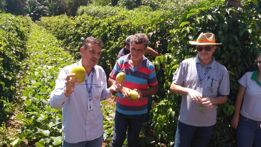 IDR-Paraná incentiva produção de frutas orgânicas em Arapongas