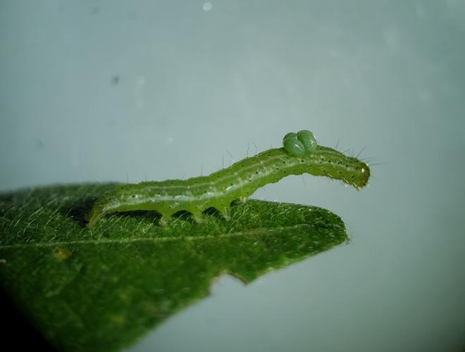 Pragas agrícolas: aplicativo facilita identificação de inimigos naturais